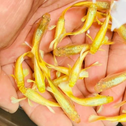 Swimming Creatures™ Tropical Live Guppy/Platy Livebearers Freshwater Aquarium Fish (5 Male 24K Gold Guppy) - color: 5 Male 24K Gold Guppy