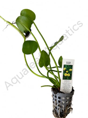 Golden Water Poppies (Hydrocleys Nymphoides) - Easy Live Pond Plants