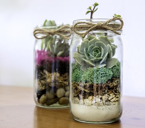 SuperMoss (90412) Terrarium Kit DIY Jar - Newport 32oz - color: Newport