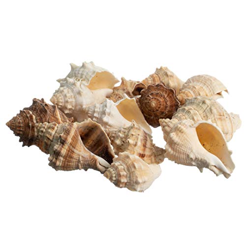 Hermit Crab Shells | Turbo Shells | 12 King Crown Turbo Shells 3/4"- 1 3/4" | Small Hermit Crab House for Décor | Plus Free Nautical eBook by Joseph Rains