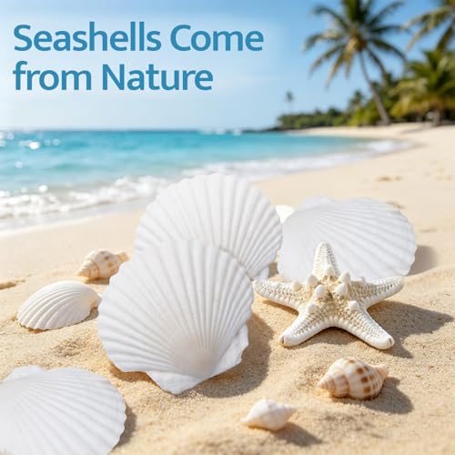 SINKOO 8PCS Large Scallop Shells 4"-5", Natural White Seashells for Crafts | Scallop Shells for Crafts, Painting, Home Wedding Decor