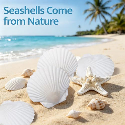 SINKOO 8PCS Large Scallop Shells 4"-5", Natural White Seashells for Crafts | Scallop Shells for Crafts, Painting, Home Wedding Decor