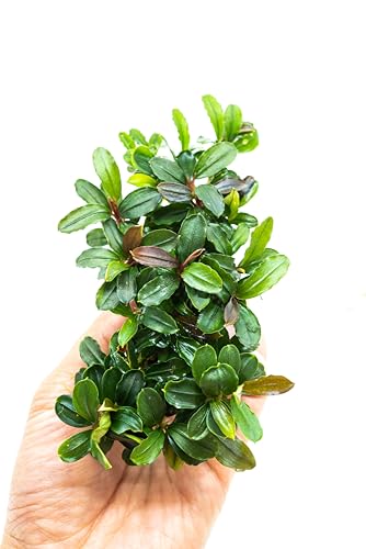 Bucephalandra Live Aquarium Plant Collection - Rare Aquatic Plants for Lush Aquarium Scapes, Natural Freshwater Fish Tank Decorations, Ideal Gift for Aquarists (Bucephalandra Pad (10+ Plants)) - style: Bucephalandra Pad (10+ Plants)
