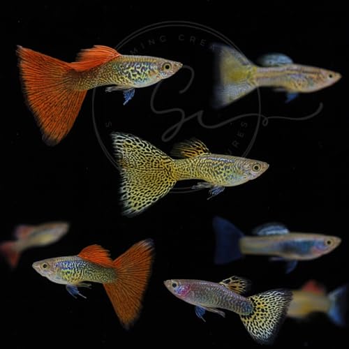 Swimming Creatures™ Tropical Live Guppy Freshwater Aquarium Fish (5 Assorted Cobra Guppy) - color: 5 Assorted Cobra Guppy
