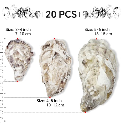 20PCS 3"-4" Medium Oyster Shells for Crafts, Concave Shells, Hand-Selected, Cleaned & Odorless Craft Oyster Shells for Coastal Art Projects, Painting, DIY, Wedding Decor, Decoupage - size: Medium 3"-4" 20pcs