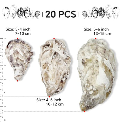 20PCS 3"-4" Medium Oyster Shells for Crafts, Concave Shells, Hand-Selected, Cleaned & Odorless Craft Oyster Shells for Coastal Art Projects, Painting, DIY, Wedding Decor, Decoupage - size: Medium 3"-4" 20pcs