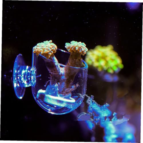 NUOBESTY 2pcs Acrylic Fish Feeder Red Feeding Cup Aquarium Food Holder for Fish Tank Feeding Supplies with Suction Cup Suitable for Live Worms and Shrimp