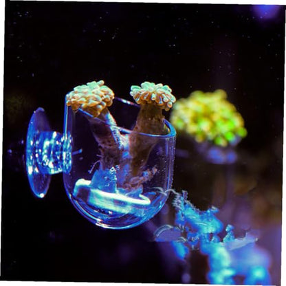 NUOBESTY 2pcs Acrylic Fish Feeder Red Feeding Cup Aquarium Food Holder for Fish Tank Feeding Supplies with Suction Cup Suitable for Live Worms and Shrimp