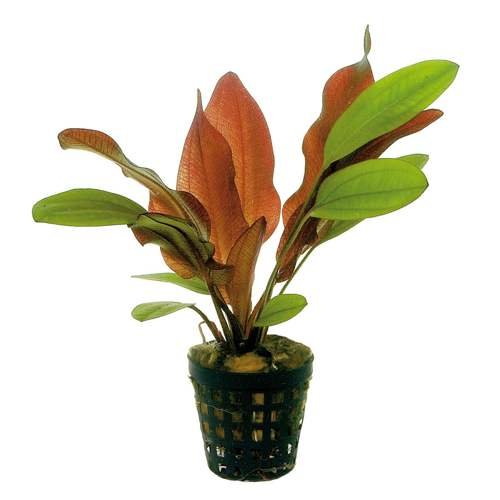 Potted Live Aquarium Plants | Freshwater Aquatic Plants for Aquariums (Red Flame Sword) - color: Red Flame Sword