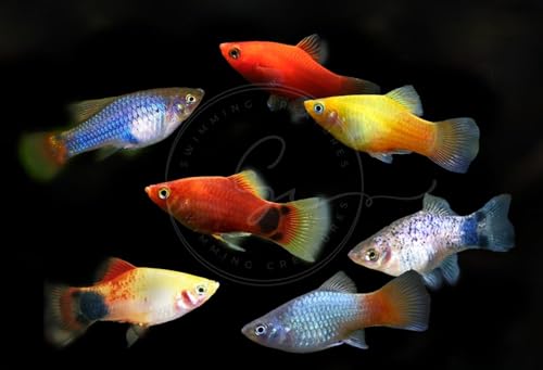 Swimming Creatures™ Tropical Live Guppy/Platy Livebearers Freshwater Aquarium Fish (5 Assorted Platy) - color: 5 Assorted Platy