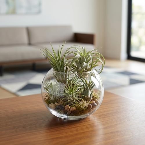 WGV Bowl Glass Vase, Diameter 5.1", Height 3.75", Open Width 3", (Multiple Sizes Choices) Clear Bubble Planter Terrarium Fish Bowl for Wedding Event Home Decor, 24 Pieces (VBW0005) - size: 5"Dx3.75"H 1 Case