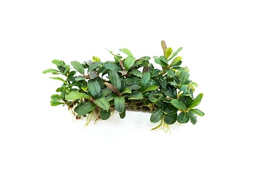 Bucephalandra Live Aquarium Plant Collection - Rare Aquatic Plants for Lush Aquarium Scapes, Natural Freshwater Fish Tank Decorations, Ideal Gift for Aquarists (Bucephalandra Pad (10+ Plants)) - style: Bucephalandra Pad (10+ Plants)