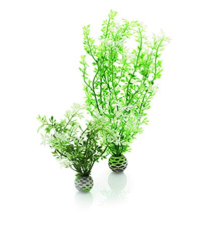 biOrb Winter Flower Plant Pack Medium - color: Winter Flowers, size: Medium