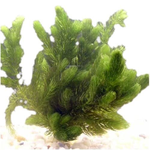 Marcus Fish Tanks Hornwort Ceratophyllum Live Aquarium Plant Planted Tank Beginner - Buy 2 G 1 F