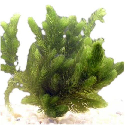 Marcus Fish Tanks Hornwort Ceratophyllum Live Aquarium Plant Planted Tank Beginner - Buy 2 G 1 F