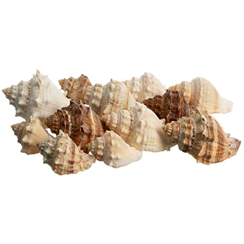 Hermit Crab Shells | Turbo Shells | 12 King Crown Turbo Shells 3/4"- 1 3/4" | Small Hermit Crab House for Décor | Plus Free Nautical eBook by Joseph Rains