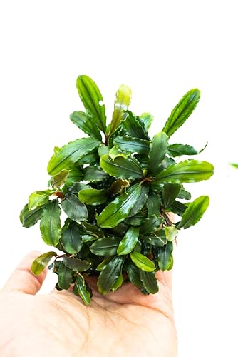 Bucephalandra Live Aquarium Plant Collection - Rare Aquatic Plants for Lush Aquarium Scapes, Natural Freshwater Fish Tank Decorations, Ideal Gift for Aquarists (Bucephalandra Pad (10+ Plants)) - style: Bucephalandra Pad (10+ Plants)