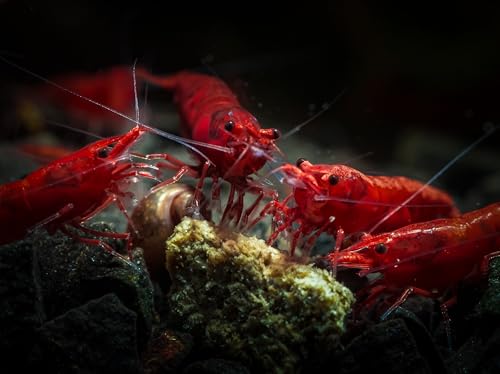 Swimming Creatures™ Premium Neocaridina Shrimp – Freshwater Aquarium Shrimp (10, Premium Mix (5 Colors)) - color: PREMIUM MIX (5 COLORS)