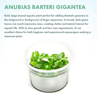 Live Plant - Giant Anubias - Background Rhizome with Dark Green Leaves, Snail-Free in Vitro Aquarium Plant - Tissue Culture - color: Anubias Barteri Gigantea