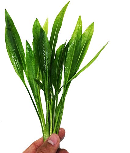 – Amazon Sword Bundle Medium Easy Background Live Aquarium Plant Decorations BUY2GET1FREE
