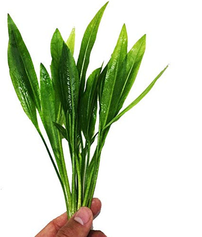– Amazon Sword Bundle Medium Easy Background Live Aquarium Plant Decorations BUY2GET1FREE