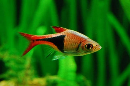 Swimming Creatures School of 6 Harlequin Rasboras Freshwater Aquarium Fish Live Arrival Guarantee