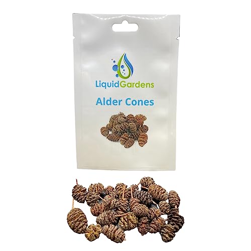 Liquid Gardens Alder Cones, 25 Pieces - Aquarium Botanicals, Tannins for Betta Fish, Alder Cones Aquarium, Fresh Water Shrimp Accessories