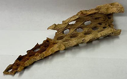Natural Cholla Wood Chunk Air Plant Display Holders Individually Unique Decorative Stands Holder (Cholla Chunk) - style: Cholla Chunk
