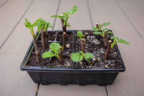 Gardzen 10 Pack Seed Starting Tray, Plant Germination Trays, Seed Starter Kit with Adjustable Humidity Vented Dome, Plant Growing Kit 6.6" x 4.5", Total 120-Cell, Black | Plant Germination Kit with Humidity Control Dome, 6.6"x4.5" Growing Trays for Seedli