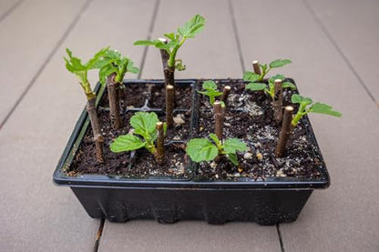 Gardzen 10 Pack Seed Starter Trays with Adjustable Vented Dome 120 Cell Clear - color: Clear Trays