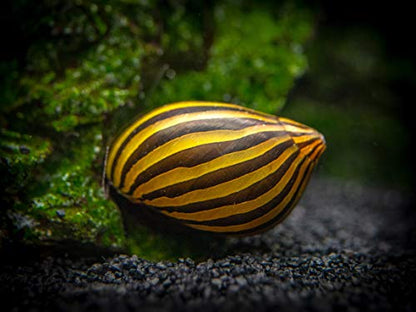 Aquatic Arts Nerite Snail Combo Pack: 1 Zebra, 1 Tiger | Substrate Clearer/Aquarium Filter | Safe in Tetra/Betta Fish Tanks - size: 1-SNAIL-EACH