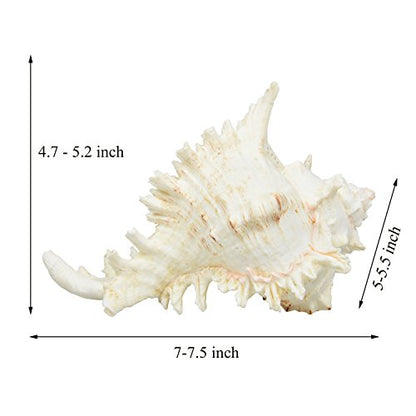Large Natural Sea Shells, Murex Ramosus shells, Huge Ocean Conch 7-8 inches Jumbo Seashells Perfect for Wedding Decor Beach Theme Party, Home Decorations,DIY Crafts, Fish Tank and Shell Collectors