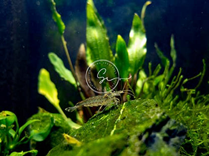 Swimming Creatures™ 10 Amano Premium High-Grade Caridina Freshwater Aquarium Shrimp Live