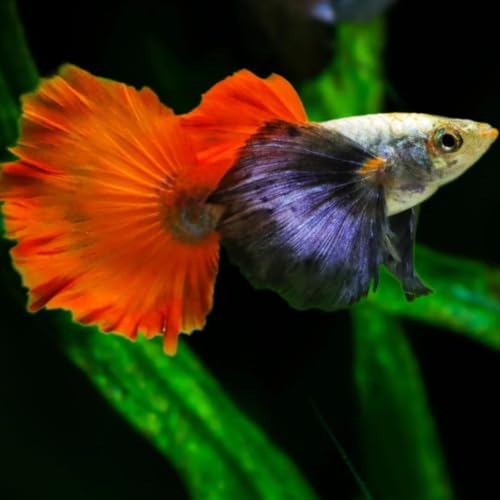 Swimming Creatures™ 4 Male Platinum Dumbo Ear Guppy – Live Freshwater Aquarium Fish - color: 4 Male Platinum Dumbo Ear Guppy