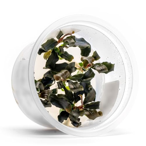 Live Plants - Bucephalandra sp. 'Sekadau Giant Blue - Low to Moderate Light, Deep Green with Blue Shimmer, Midground, Intermediate Difficulty - Tissue Culture, 1 Pack - color: Bucephalandra Sekadau Giant Blue