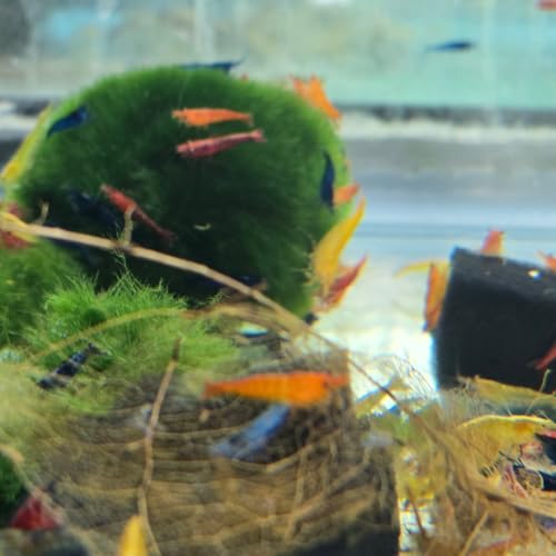 Swimming Creatures™ Freshwater Aquarium Shrimp - A Perfect Combo to Brighten Your Aquarium! (20 Mixed + 1 Mystery Snail)