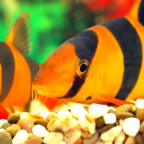 Neat&Tidy Clown Loach 1.5" - (3 Fish Pack) - Live Fish for Aquarium Exotic Freshwater