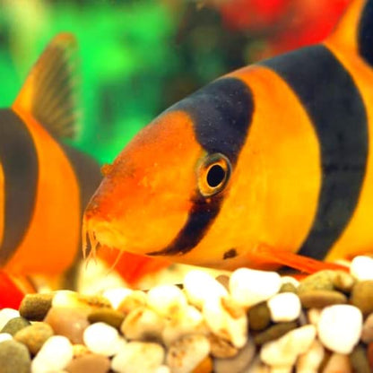 Neat&Tidy Clown Loach 1.5" - (3 Fish Pack) - Live Fish for Aquarium Exotic Freshwater