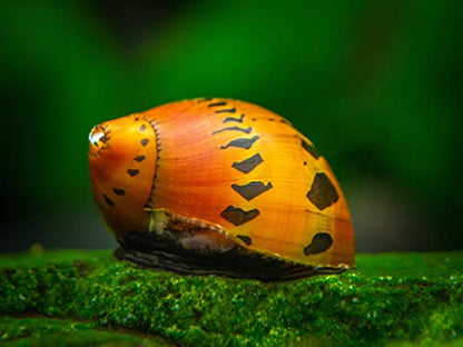 Aquatic Arts Nerite Snail Combo Pack: 20 Zebra, 20 Tiger | Nano Tank Snail | Safe with Betta/Tetra/Guppy Fish or Dwarf Shrimp Aquariums - size: 20-SNAILS-EACH