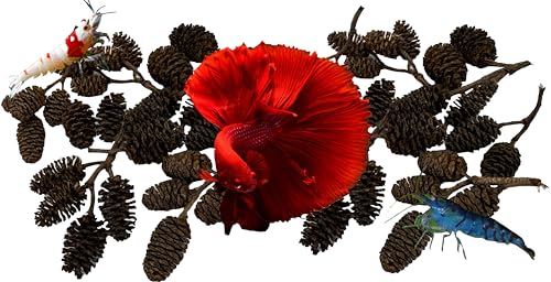 Awesome Aquatic 50 Alder Cones, Blackwater, Betta Shrimp Habitat | Natural tannins Botanicals Softwater Leaf litter Biofilm surface Water enrichment Natural décor Easy to use - size: 50 Pack Alder