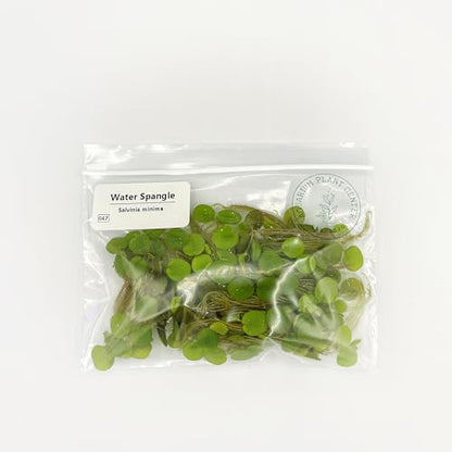 Water Spangle, Salvinia Minima, Live Aquarium/Aquatic/Freshwater/Floating/Pond Plant/Planted Tank/Aquascaping/Paludarium by Aquarium Plant Center (24 Plants, 120+ Leaves) - style: 24 Plants, 120+ Leaves