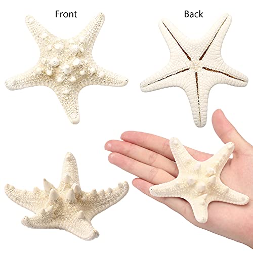12 PCS Starfish | 2.5-6 Inch Starfish Decor | Natural Bulk Starfish Shells Perfect for Crafts Making Beach Theme Party Wedding Decoration, Home Wall Decor, Christmas Ornaments, Fish Tank