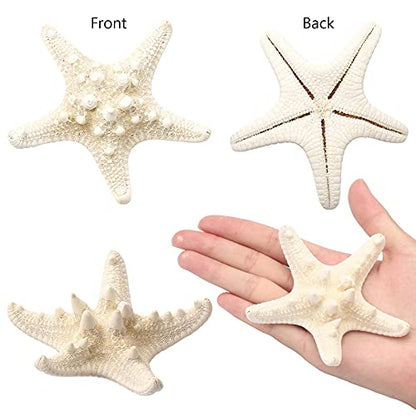 12 PCS Starfish | 2.5-6 Inch Starfish Decor | Natural Bulk Starfish Shells Perfect for Crafts Making Beach Theme Party Wedding Decoration, Home Wall Decor, Christmas Ornaments, Fish Tank
