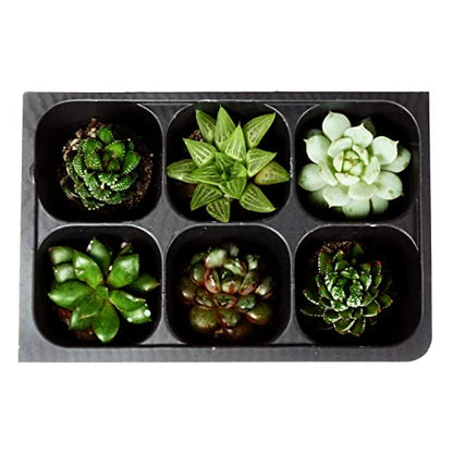 Seed Starter Tray, 1440 Cells (240 Trays - 6 Cells Per Tray) + Plant Stakes - size: 240 Trays (1440 Cells)