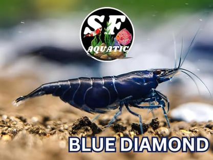SF Aquatic™ 10 Blue Diamond High Grade Neocaridina Live Freshwater Aquarium Shrimps Fully Mature Breeding Age. Live Arrival Guarantee - color: Blue Diamond, size: 10 Shrimps