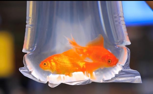 Fishery Bags 4 Inches Leak Proof Rounded Bottom Clear Plastic Fish Bags for Shrimps and Betta Fish Transport. (4" x 10" / 100 Pack / 3 Mil) - size: 4" x 10" / 100 Pack / 3 Mil