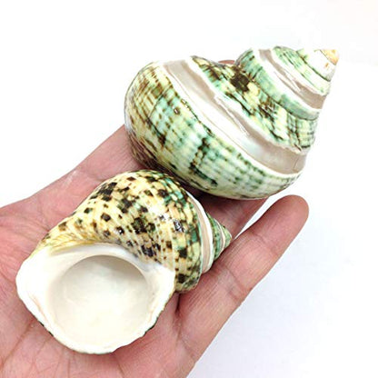 PEPPERLONELY 5PC Green Turbo with Two Pearl Bands, Hermit Crab Sea Shells, 2 Inch Up - color: 12#. Green Turbo Pear, 2 " Up