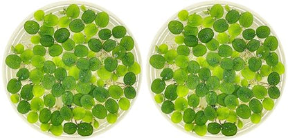 Water Spangle, Salvinia Minima, Live Aquarium/Aquatic/Freshwater/Floating/Pond Plant/Planted Tank/Aquascaping/Paludarium by Aquarium Plant Center (24 Plants, 120+ Leaves) - style: 24 Plants, 120+ Leaves