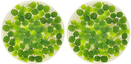 Water Spangle, Salvinia Minima, Live Aquarium/Aquatic/Freshwater/Floating/Pond Plant/Planted Tank/Aquascaping/Paludarium by Aquarium Plant Center (24 Plants, 120+ Leaves) - style: 24 Plants, 120+ Leaves
