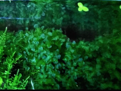 Generic Enchanting Aquatic Moss Collection: Create a Lush Underwater Landscape with Easy-Care Moss Varieties - Perfect for Aquarium Décor and Aquascaping (Subwassertang Moss - Golfball Size) - style: Subwassertang Moss - Golfball Size